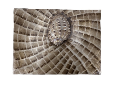 Capizbox mit Schnecke